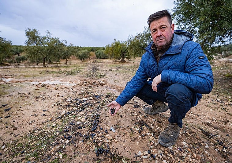 «La mitad de la aceituna se queda en el suelo y la otra se la lleva el agua»